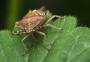 Jan Isky - Dolycoris baccarum