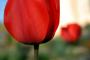 Půvaby květin - Tulipány