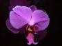 Orchidej