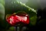 After the rain