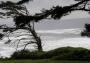 Oregon Tree