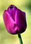 Tulipán