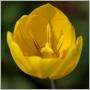 Tulipán