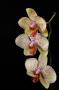 Orchidej