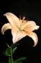 Lilium
