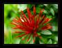 Fire star