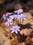 Hepatica nobilis