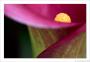 Zantedeschia