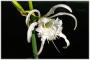 Hyemenocallis