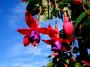 Fuchsie