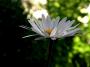 Barbora Snášelová - Flower.one