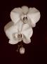 Orchidea