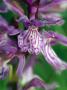 Orchid