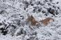 Jaroslav Vogeltanz - Rys ostrovid  (Lynx lynx)