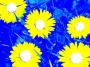 Blue and yellow