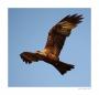 Pavel Švanda - Free as a bird