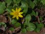 Yellow flower