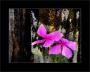 Rudy Chorvat - Magenta Flower