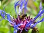ilona bezdetna - Flower with bee