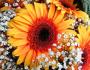 Marcela Dušková - Gerbera