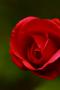 Filip Radosta - Bloody Rose