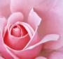 Filip Radosta - Pretty Pink Rose