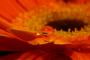 Tatiana Vereska - ...