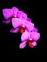 Orchidej