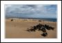 Fuerteventura III