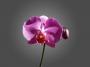 Orchidej
