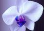 Phalaenopsis