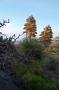 Joshua Tree - Yucca