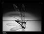 Makrosvět - Dragonfly