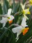 Narcis