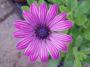 Kateřina Boháčková - Osteospermum
