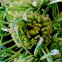 Asteraceae