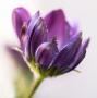 Osteospermum