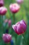Jiří Dražný - Tulipány v botanické zahradě