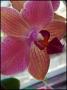 Orchidej
