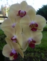 orchidej