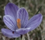 krokus
