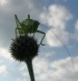 Makro v přírodě - Fotograf roku - TOP 20 - V. kolo - Na hlídce
