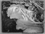 Černobílá fotografie - Zima odchází