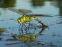 Petr Podroužek -Anax imperator