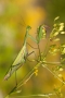 Makro v přírodě - Mantis religiosa 