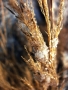 Fotograf roku v přírodě 2012 - Makro v přírodě