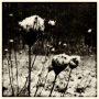 Daniel Dušek - snow flowers
