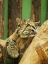Kristína Farkašová - ZOO 2011