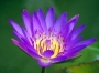 Mia Holovejová - thai waterlily