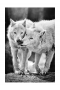 Jan Džačovský - Canis lupus arctos